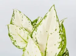 Aglaonema Super White 15 Aglaonema Super White -Plants in a Box Sales Shop AglaonemaSuperWhite detail 1 ae21a24b a267 4806 9b3c 352bd22080b5