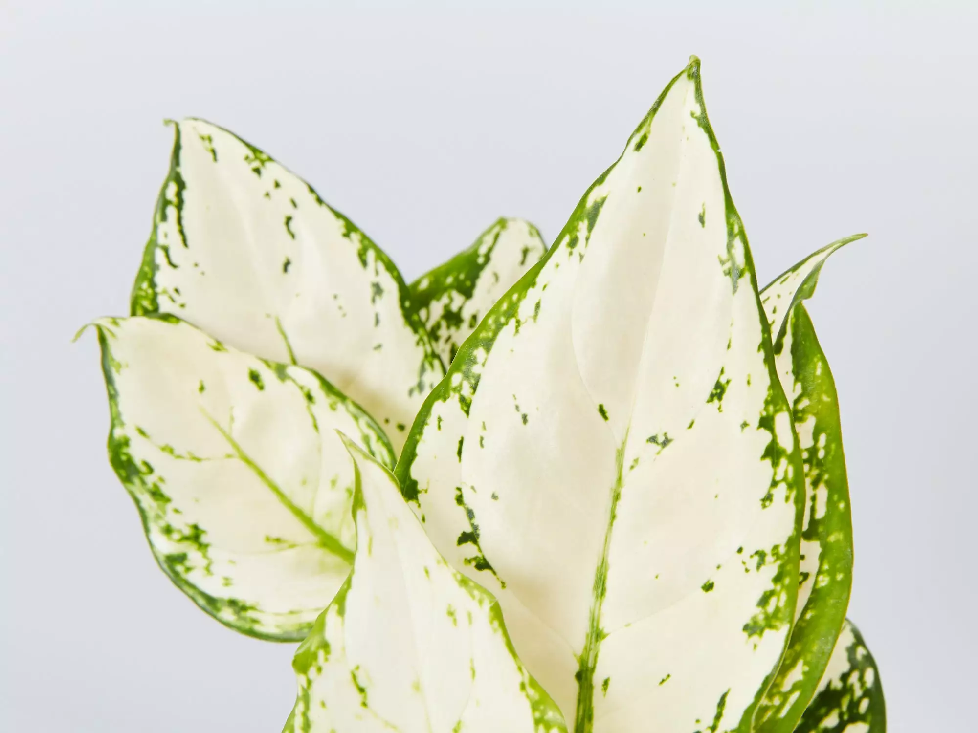 Aglaonema Super White 9 Aglaonema Super White - Image 7