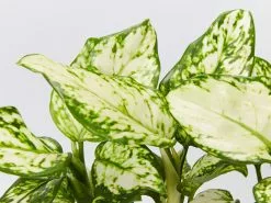 Aglaonema Super White 11 Aglaonema Super White -Plants in a Box Sales Shop AglaonemaSuperWhite single detail e5b8d4d3 80b4 49ac 993b ac78ba7a2a38