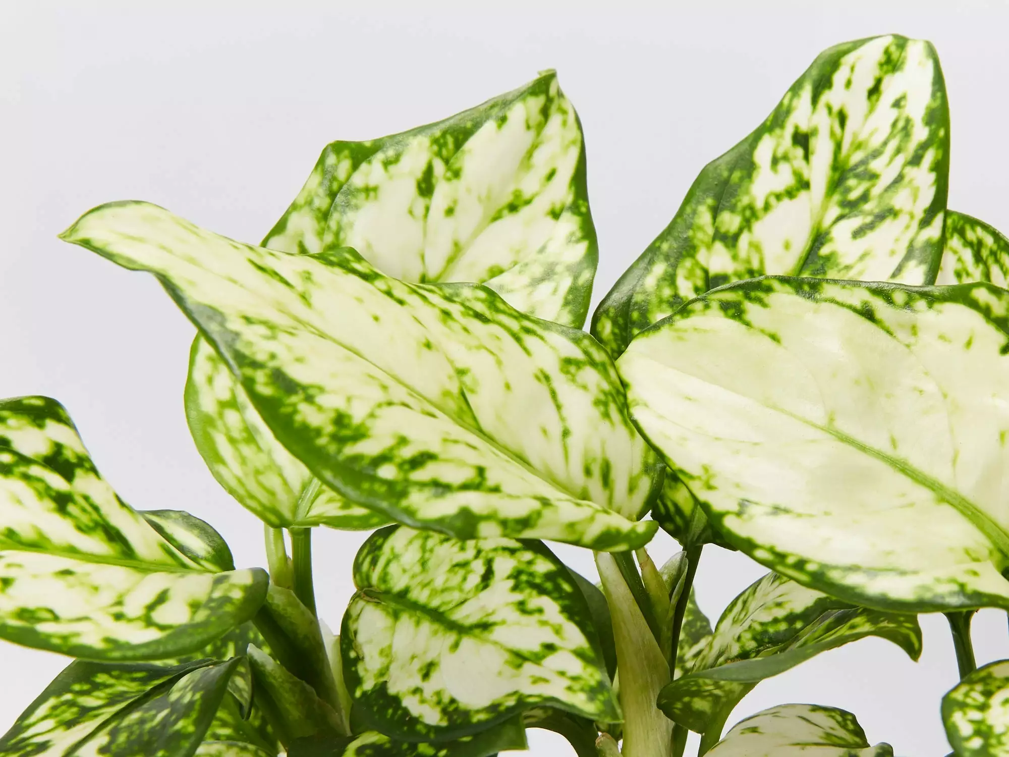 Aglaonema Super White 5 Aglaonema Super White - Image 3