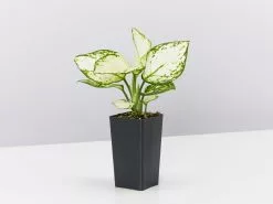 Aglaonema Super White 14 Aglaonema Super White -Plants in a Box Sales Shop AglaonemaSuperWhite single e6fc72c2 5b8e 4b59 bb31 b31b61e1b4fa