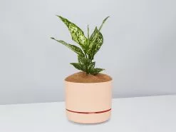 Aglaonema Thai Snowflake - Pot + Plant + Soil -Plants in a Box Sales Shop AglaonemaThai ApricotPot