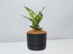 Aglaonema Thai Snowflake - Pot + Plant + Soil -Plants in a Box Sales Shop AglaonemaThai BlackPot