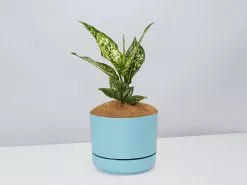 Aglaonema Thai Snowflake - Pot + Plant + Soil -Plants in a Box Sales Shop AglaonemaThai BluePot