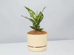 Aglaonema Thai Snowflake - Pot + Plant + Soil -Plants in a Box Sales Shop AglaonemaThai BuffPot