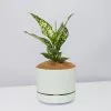 Aglaonema Thai Snowflake - Pot + Plant + Soil