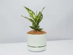 Aglaonema Thai Snowflake - Pot + Plant + Soil
