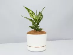 Aglaonema Thai Snowflake - Pot + Plant + Soil -Plants in a Box Sales Shop AglaonemaThai LinenPot