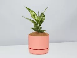 Aglaonema Thai Snowflake - Pot + Plant + Soil -Plants in a Box Sales Shop AglaonemaThai PersimmonPot