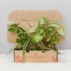 Air Purifier Indoor Plant Box - Large -Plants in a Box Sales Shop AirPurifierHousplantPackBox85MM