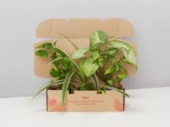 Air Purifier Indoor Plant Box - Large