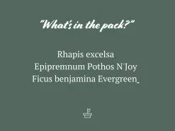 Air Purifier Indoor Plant Box - Large -Plants in a Box Sales Shop AirPurifierPack85mm 2