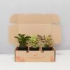 All About Peperomia Pack - Large 2 All About Peperomia Pack - Large -Plants in a Box Sales Shop AllAboutPeperomiaPack 3plants