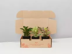 All About Peperomia Pack - Large