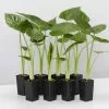 Alocasia Calidora Dwarf -Plants in a Box Sales Shop AlocasiaCalidoraDwarf 8plants d7a45494 45b4 4d17 93b5 b285d942ea55
