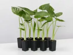 Alocasia Calidora Dwarf