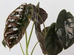 Alocasia Cuprea -Plants in a Box Sales Shop AlocasiaCuprea detail 7ed49531 0ac1 414e b330 d8faeab54eee