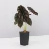Alocasia Cuprea -Plants in a Box Sales Shop AlocasiaCuprea single b42ca65a af12 4a66 a05e 4cb3ce18161e