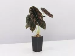 Alocasia Cuprea