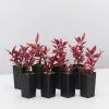 Alternanthera Dentata Brazilian Red Hotsâ„¢ Plant Pack -Plants in a Box Sales Shop AlternantheraBrazilianReddHots 8plants 27c5551f c682 4ac8 8d50 39332d96010c