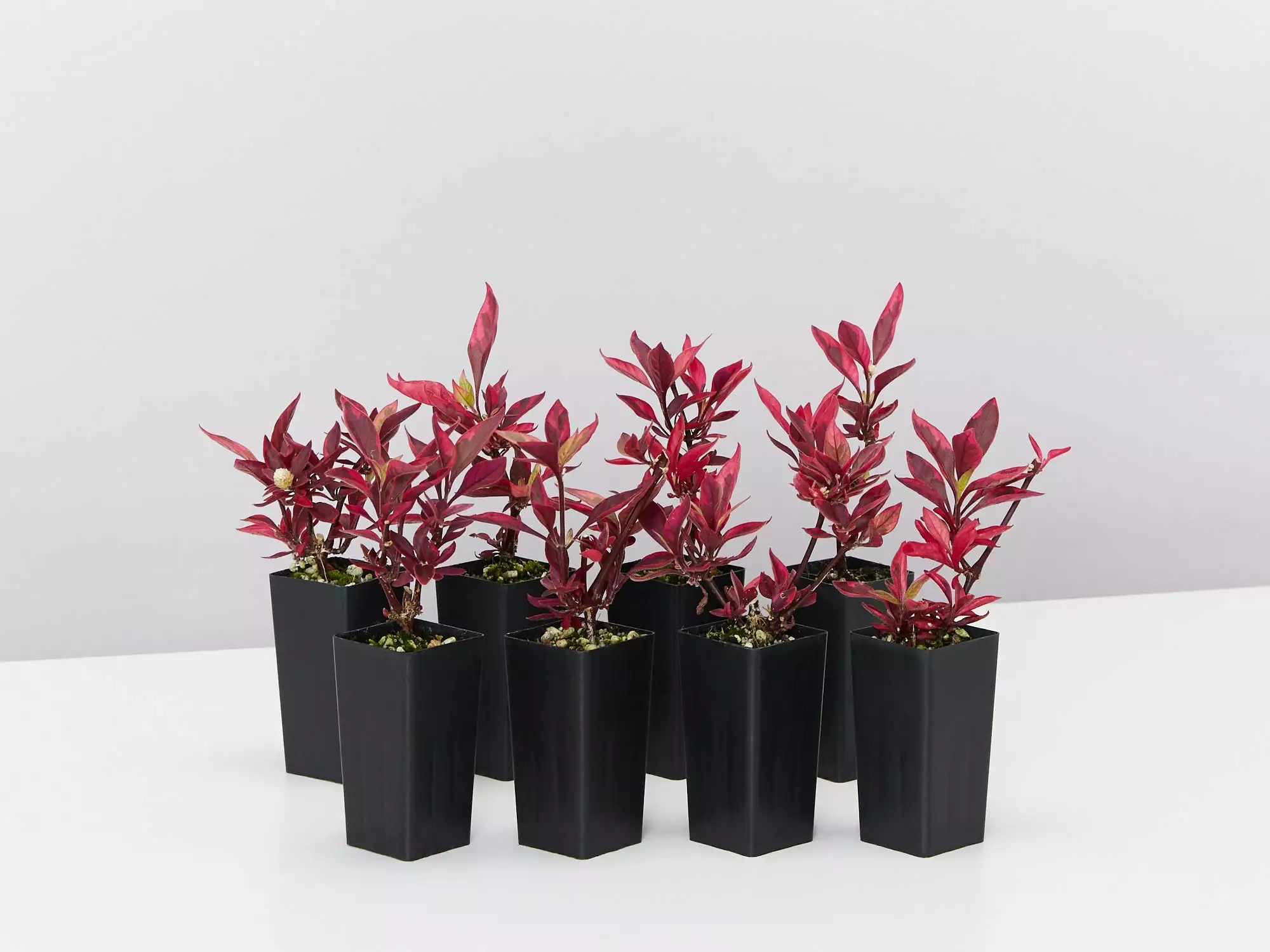 Alternanthera Dentata Brazilian Red Hotsâ„¢ Plant Pack 3 Alternanthera Dentata Brazilian Red Hotsâ„¢ Plant Pack