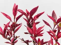 Alternanthera Dentata Brazilian Red Hotsâ„¢ Plant Pack 10 Alternanthera Dentata Brazilian Red Hotsâ„¢ Plant Pack -Plants in a Box Sales Shop AlternantheraBrazilianReddHots detail be6b2cad 6779 49ad b739 3cdfddfdc3c3