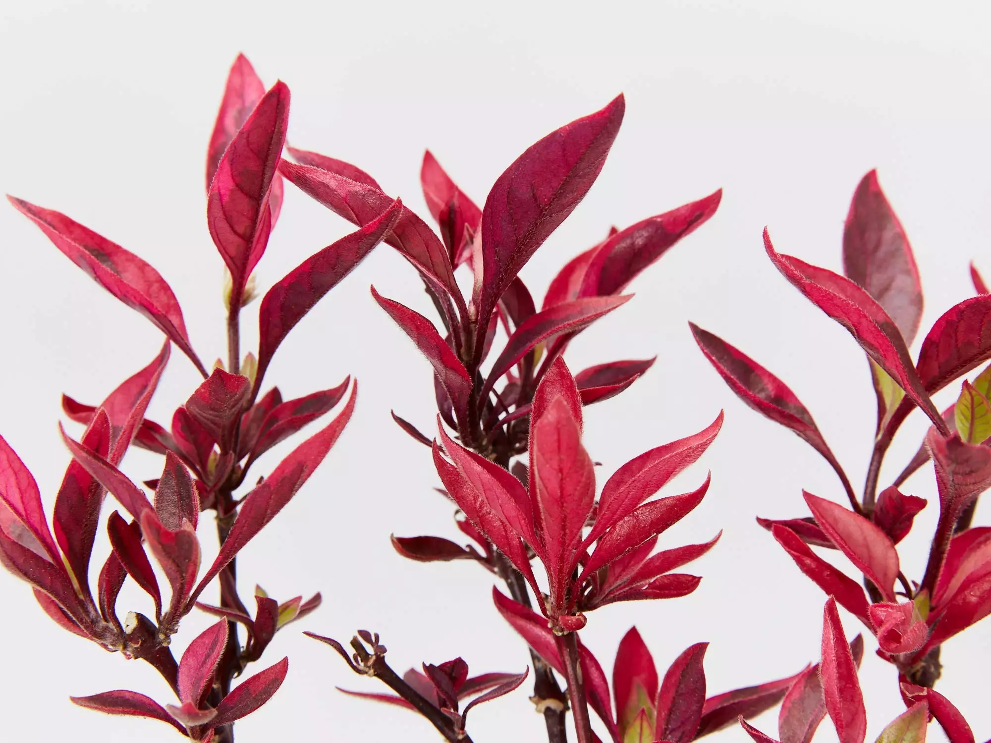 Alternanthera Dentata Brazilian Red Hotsâ„¢ Plant Pack 6 Alternanthera Dentata Brazilian Red Hotsâ„¢ Plant Pack - Image 4