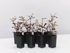 Alternanthera Dentata 'Firebug'