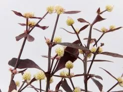 Alternanthera Dentata 'Firebug' -Plants in a Box Sales Shop AlternantheraDentataFirebug detail 15c8f80d 8178 485d bffa bd8498b4ca2d