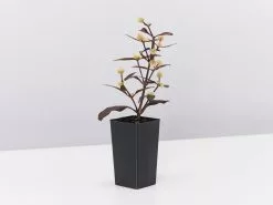 Alternanthera Dentata 'Firebug' -Plants in a Box Sales Shop AlternantheraDentataFirebug single 293912da 45c6 4a67 9368 694b2f9a9919