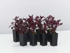 Alternanthera Dentata Little Rubyâ„¢ -Plants in a Box Sales Shop AlternantheraDentataLittleRuby 8 plants 19f2db63 6ae3 43d4 ae9d 786eaee8fba6