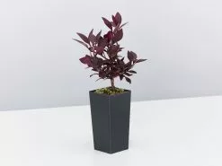 Alternanthera Dentata Little Rubyâ„¢ -Plants in a Box Sales Shop AlternantheraDentataLittleRuby single 4db57775 27bf 415f a418 6efab08f899d