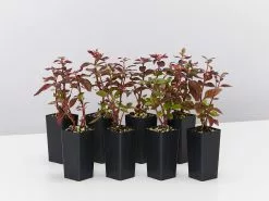 Alternanthera Amoena 'Purple Splash' 9 Alternanthera Amoena 'Purple Splash' -Plants in a Box Sales Shop AlternantheraPurpleSplash 8plants 4d69e7be 9f08 4632 be10 b366dc02dff7