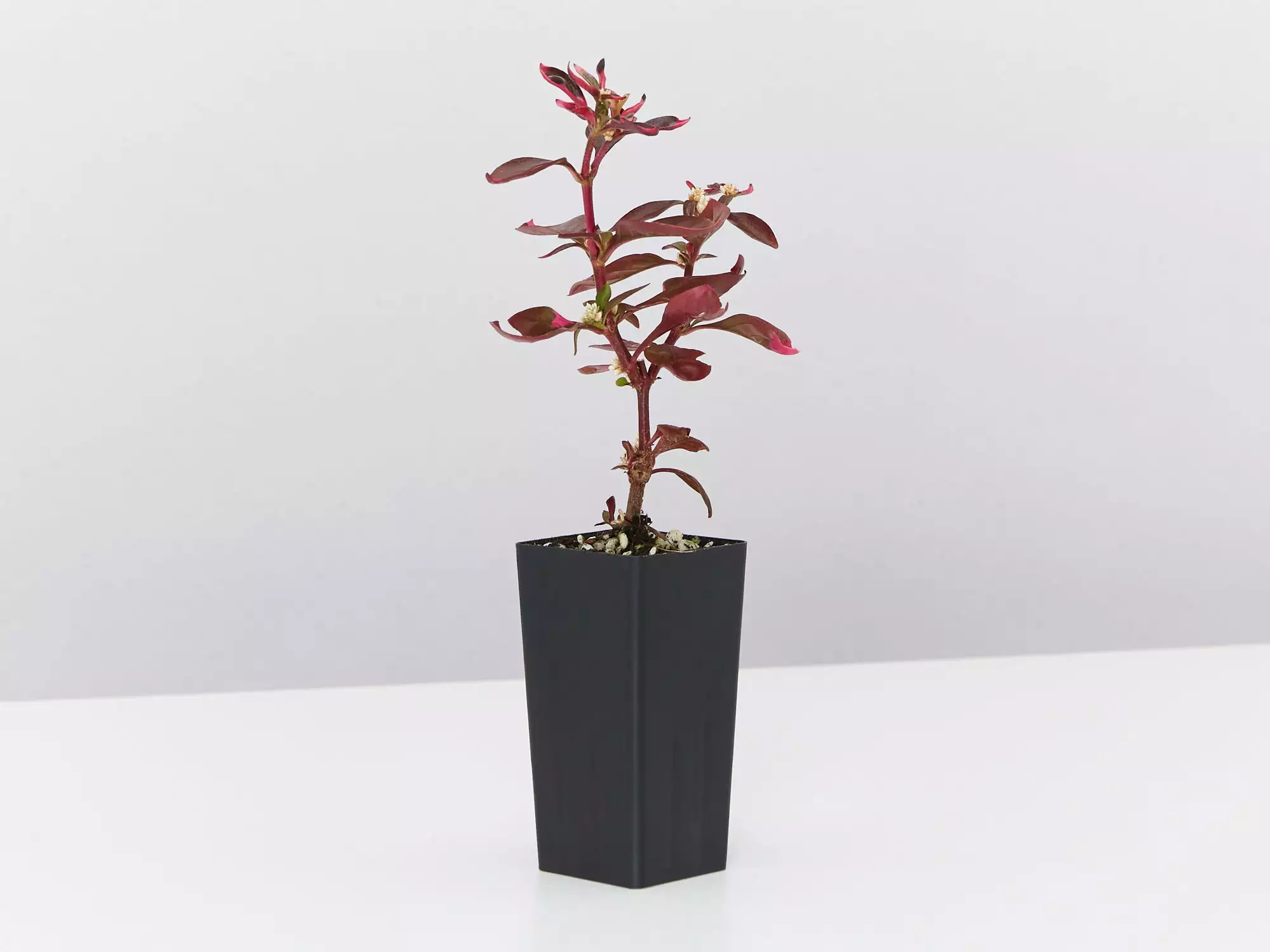 Alternanthera Amoena 'Purple Splash' 6 Alternanthera Amoena 'Purple Splash' - Image 4