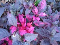 Alternanthera Dentata 'Firebug' -Plants in a Box Sales Shop Alternanthera dentata 49319d23 d037 4de9 a25c 842b5a194cbc