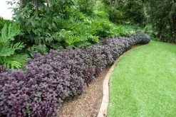 Alternanthera Dentata Little Rubyâ„¢ -Plants in a Box Sales Shop Alternathera Little Ruby 95d11f7d 3b60 4b19 b9f8 c775ec443dfa