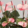 Anthurium Andreanum Princess Amelia Elegance