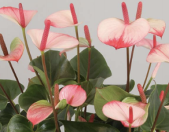 Anthurium Andreanum Princess Amelia Elegance