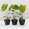 Anthurium Andreanum Red Victory 85mm -Plants in a Box Sales Shop AnthuriumAndreanumRedVictory 3 plants