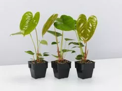 Anthurium Andreanum Red Victory 85mm
