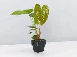 Anthurium Andreanum Red Victory 85mm -Plants in a Box Sales Shop AnthuriumAndreanumRedVictory single