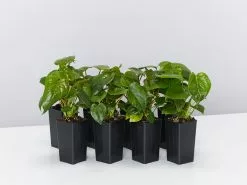 Anthurium Andreanum 'Black Queen'