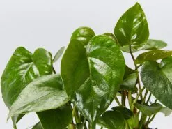 Anthurium Andreanum 'Black Queen' 85mm 7 Anthurium Andreanum 'Black Queen' 85mm -Plants in a Box Sales Shop AnthuriumBlackQueen detail