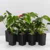 Anthurium Andreanum Easy Red -Plants in a Box Sales Shop AnthuriumEasyRed 8plants 48bccf64 6c8b 493e 9526 2319e33312dd