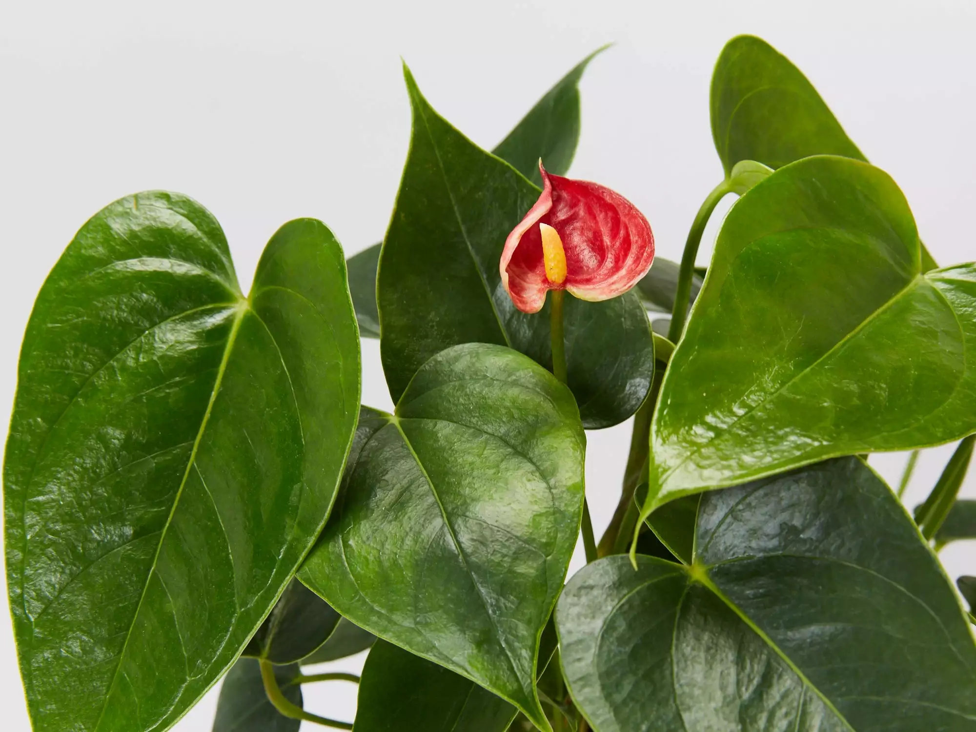 Anthurium Aloha Red 4 Anthurium Aloha Red - Image 2