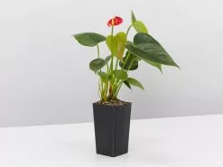 Anthurium Aloha Red 8 Anthurium Aloha Red -Plants in a Box Sales Shop AnthuriumEasyRed single c218d8a3 3bbc 43e7 b1ae d07e30ef8d74