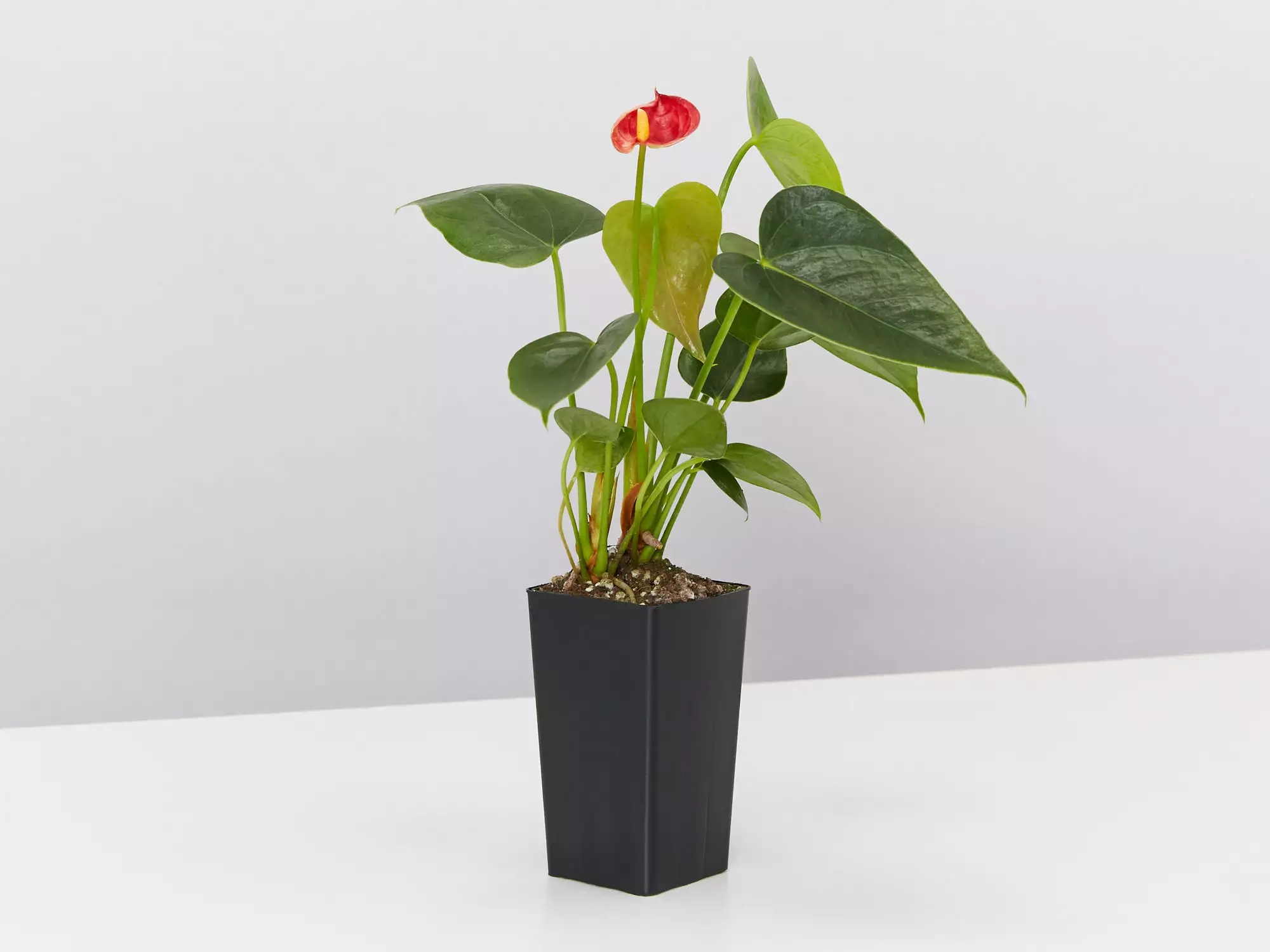 Anthurium Aloha Red 5 Anthurium Aloha Red - Image 3