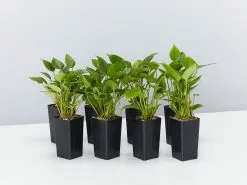 Anthurium Adreanum Purple Arc