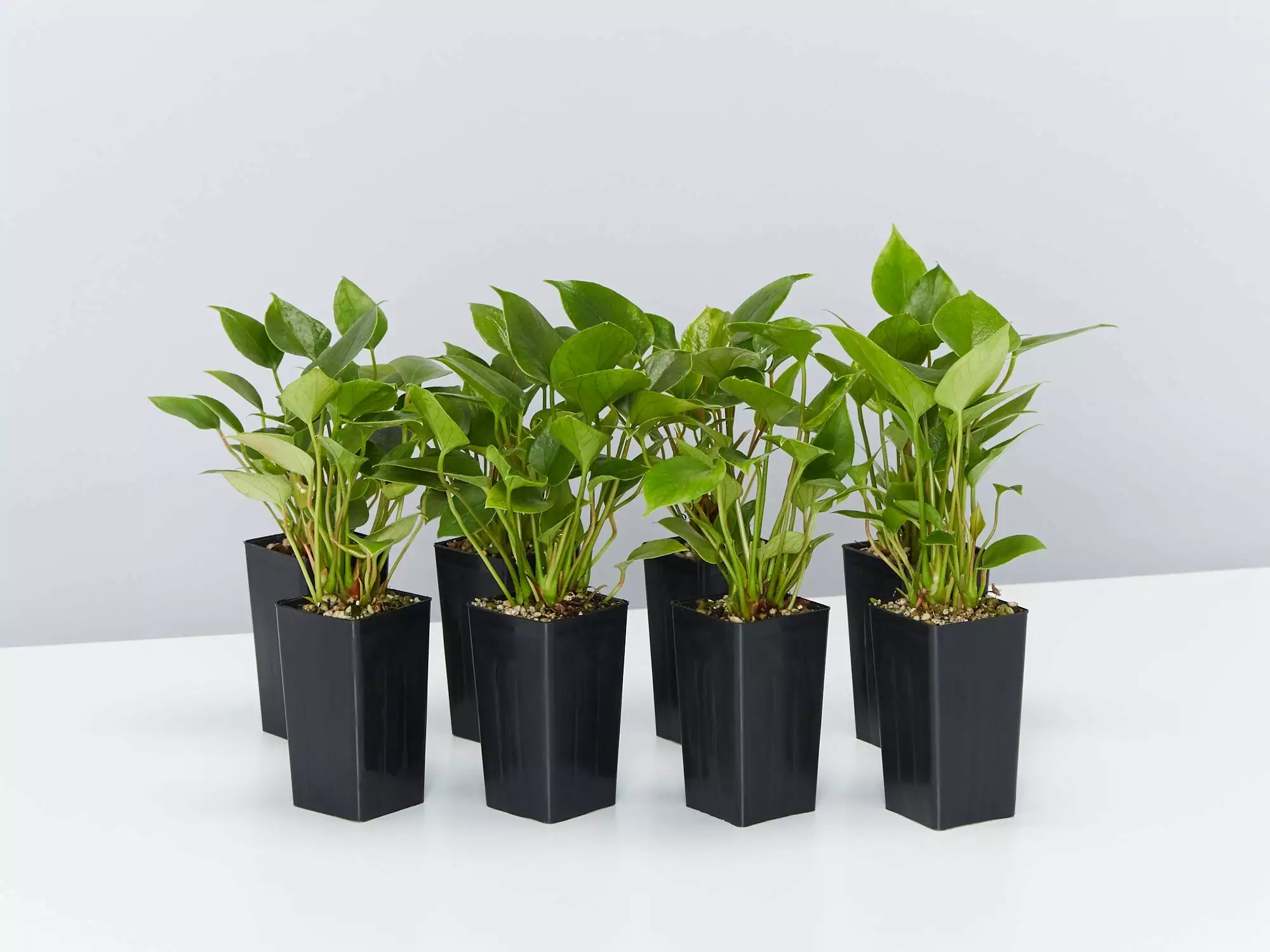 Anthurium Adreanum Purple Arc 3 Anthurium Adreanum Purple Arc