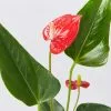 Anthurium Hello Merlot 1 Anthurium Hello Merlot -Plants in a Box Sales Shop AnthuriumFelicita125 detail 1e8f8304 bd98 467a 9ae9 22c26e3d5700